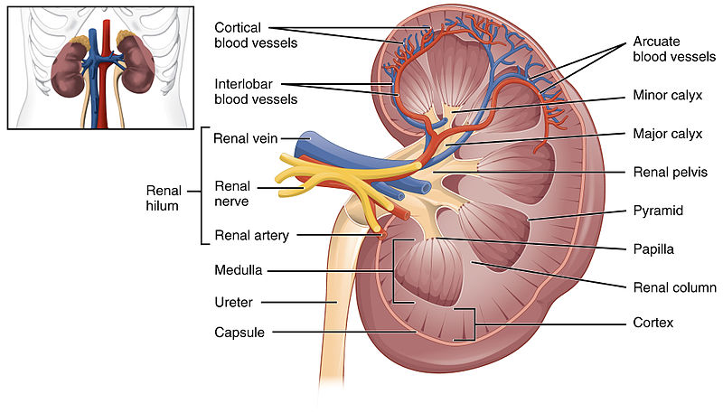 kidney pic